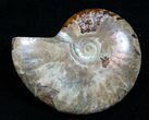 Red Iridescent Ammonite #5145-1